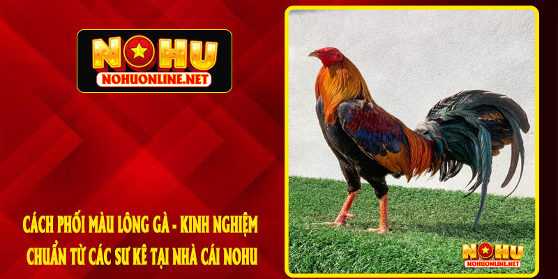 CÁCH PHỐI MÀU LÔNG GÀ - KINH NGHIỆM CHUẨN TỪ CÁC SƯ KÊ TẠI NHÀ CÁI NOHU