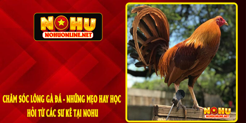 CHĂM SÓC LÔNG GÀ ĐÁ - NHỮNG MẸO HAY HỌC HỎI TỪ CÁC SƯ KÊ Tại NOHU