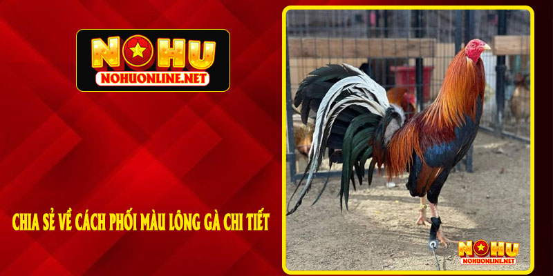CHIA SẺ VỀ CÁCH PHỐI MÀU LÔNG GÀ CHI TIẾT