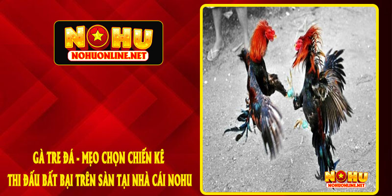 Gà Tre Đá - Mẹo Chọn Chiến Kê Thi Đấu Bất Bại Trên Sàn Tại Nhà Cái NOHU
