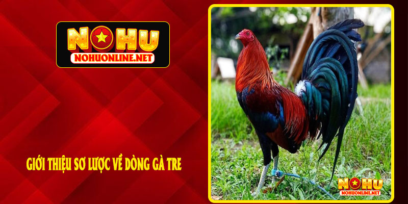 Giới Thiệu Sơ Lược Về Dòng Gà Tre
