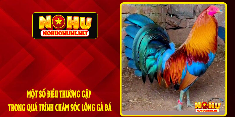 MỘT SỐ ĐIỀU THƯỜNG GẶP TRONG QUÁ TRÌNH CHĂM SÓC LÔNG GÀ ĐÁ