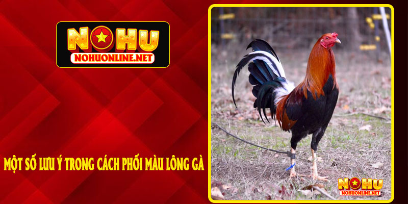 MỘT SỐ LƯU Ý TRONG CÁCH PHỐI MÀU LÔNG GÀ