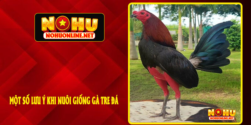Một Số Lưu Ý Khi Nuôi Giống Gà Tre Đá