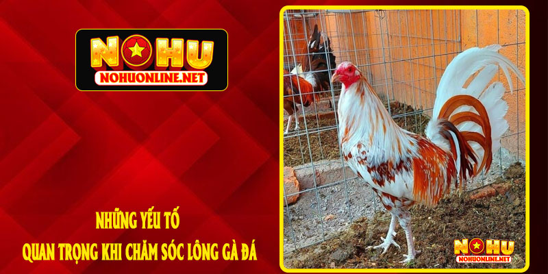 NHỮNG YẾU TỐ QUAN TRỌNG KHI CHĂM SÓC LÔNG GÀ ĐÁ