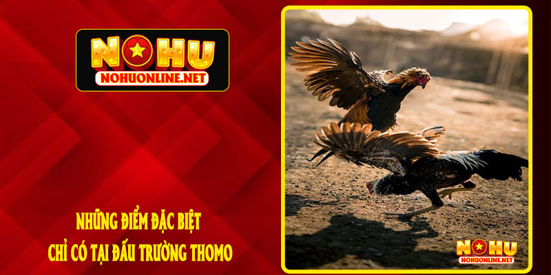 Những Điểm Đặc Biệt Chỉ Có Tại Đấu Trường Thomo