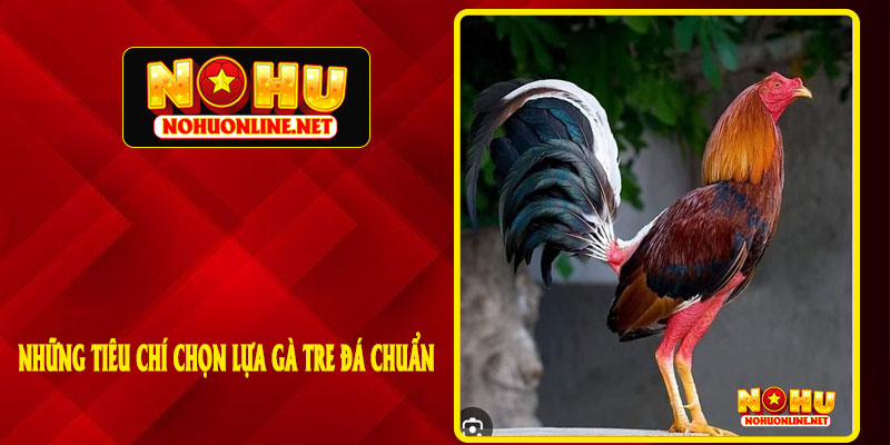 Những Tiêu Chí Chọn Lựa Gà Tre Đá Chuẩn