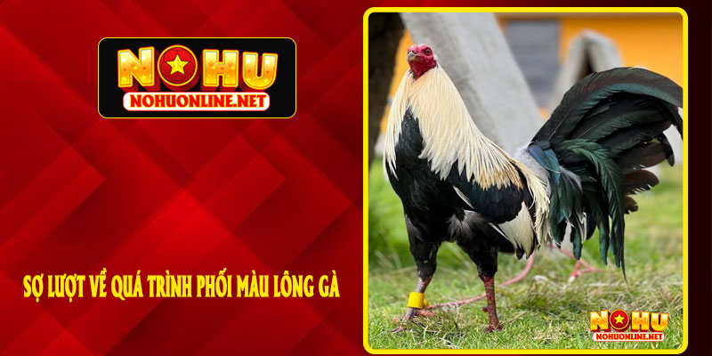 SỢ LƯỢT VỀ QUÁ TRÌNH PHỐI MÀU LÔNG GÀ