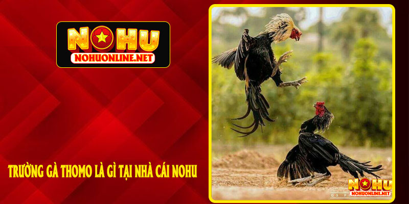 Trường Gà Thomo Là Gì Nhà Cái NOHU