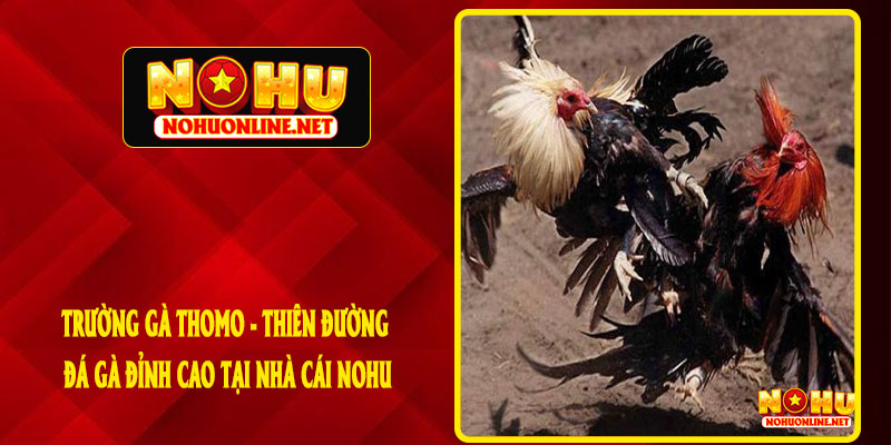Trường Gà Thomo - Thiên Đường Đá Gà Đỉnh Cao Tại Nhà Cái NOHU