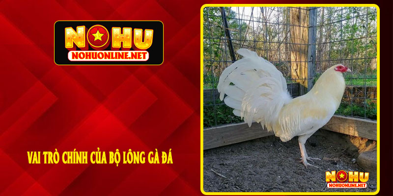 VAI TRÒ CHÍNH CỦA BỘ LÔNG GÀ ĐÁ