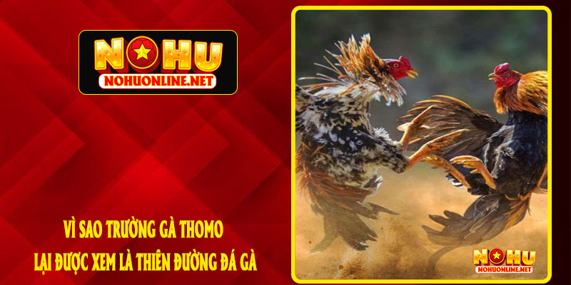 Vì Sao Trường Gà Thomo Lại Được Xem Là Thiên Đường Đá Gà